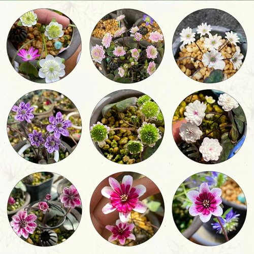 550 pcs leberblümchen pflanze samen frühlingsblumen winterharte pflanzen für garten Hepatica nobilis, bienenfreundliche blumensamen gartenblumen mehrjährig winterhart wildblumensamen