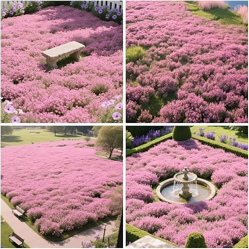 20 000+ Thym rampant rose pour plantation en extérieur, jardin, pour couvrir la pelouse, sans OGM, faible entretien