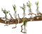 Loberon Vase 6er Set Josephine, Filigranes Design, Dekorativ und Funktionell, mit Clip, Ostern, Osterdeko, Accessoires, Glas, klar