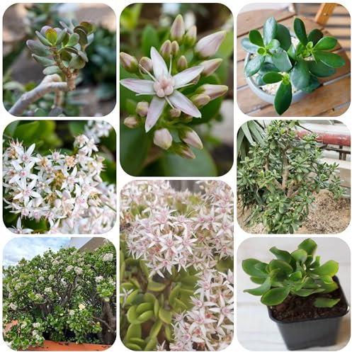 geldbaum samen topfpflanzen draußen winterhart geldbaum zimmerpflanze, dekopflanzen indoor garten bonsai baum samen exotische pflanzen samen balkon garten pflanzen garten hochbeet 350pcs