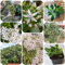 geldbaum samen topfpflanzen draußen winterhart geldbaum zimmerpflanze, dekopflanzen indoor garten bonsai baum samen exotische pflanzen samen balkon garten pflanzen garten hochbeet 350pcs
