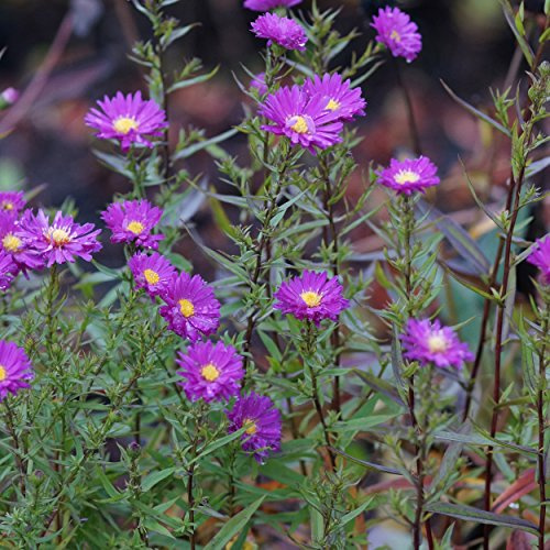 Blumixx Stauden Aster novi-belgii 'Karminkuppel' – Glattblattaster, purpurrosa blühende Gartenstaude, winterhart & pflegeleicht, bienenfreundlich, ideal für Beet & Bauerngarten