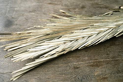 NaDeco Khajur Palmenblatt Natur 10 Stück ca. 55-65cm | Palmenwedel | Palmenzweig | Dschungel Deko | Beachbar Deko | Beachclub Deko | Strandbar Deko | Maritime Dekoration