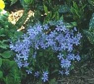 Phlox divaricata ‘Clouds of Perfume’ 3 x p9 pots
