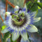 Blue Crown Passionflower 'Passiflora Caerulea' Houseplant Or Garden Flower Seeds - 24 Fresh Rare Seeds