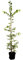 Carpinus betulus Hainbuche,winterhart, deutsche Baumschulqualität, im Topf für optimales anwachsen