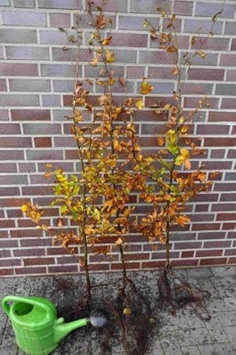 15st. Hainbuche 120-150cm Heckenpflanzen Carpinus betulus Hecke Weißbuche Gartenhecke Hainbuchen Wurzelware