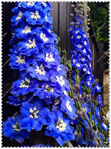 12: 200 Stück/Beutel Rittersporn-Halbblume, buntes Rittersporn-Gelb, Halbblume für den heimischen Garten