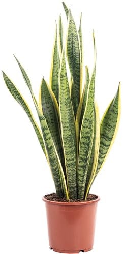 Sansevieria trifasciata Laurentii Plante d'intérieur facile d'entretien Hauteur env. 45 cm Diamètre du pot 14 cm