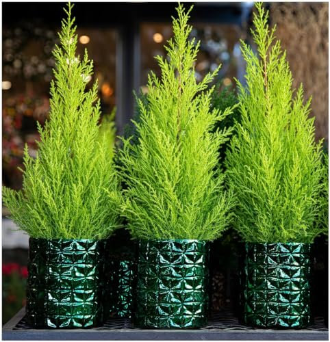 GrowOn Shrubs Dwarf Conifer Cupressus Macrocarpe 'Wilma' Goldcrest Lemon Cypress | Evergreen Shrub | Outdoor Garden Ready Plant