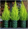 GrowOn Shrubs Dwarf Conifer Cupressus Macrocarpe 'Wilma' Goldcrest Lemon Cypress | Evergreen Shrub | Outdoor Garden Ready Plant