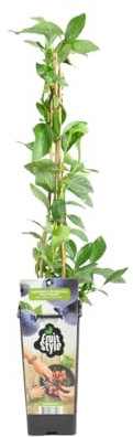Bloomique - Vaccinium Corymbosum 'Goldtraube' - Planta de arándano - Plantas frutales - Plantas de jardín - Resistente - ⌀14 cm - Altura 60-70 cm