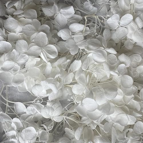 Preserved Dried Hydrangea - 5g of Hydrangea Flower Petals, UK Florist, for Wedding Decor, DIY, Handmade, Party Office Home Decor (White)