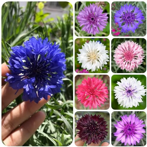 semi di fiordaliso selvatico - giardino decorazione del balcone biologici resistenti 800pcs