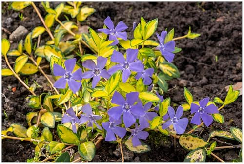Stauden Gänge 50 x Vinca minor 'Imagine' Buntes Blaues Kleines Immergrün