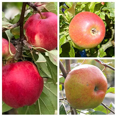 Familienbaum als Trio Apfelbaum James Grieve - Alkmene - Cox Orange 7,5 Liter