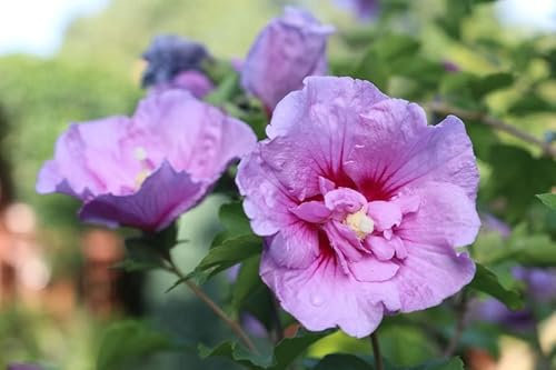 Hibiscus syriacus Plant in a 9cm Pot - Rose of Sharon - Beautiful Blousy Petals Ready to Plant in The Garden - Hardy Hibiscus (Lavender)