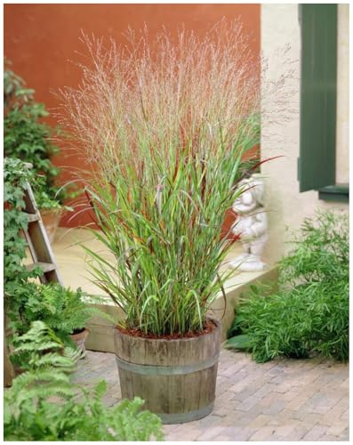 Stauden Gänge 5 x Panicum virgatum 'Rehbraun' Rutenhirse winterhart | Hohes Ziergras mit rotbrauner Herbstfärbung für sonnige Beete, mehrjährig, winterhart, Solitär, 1 L Topf (11x11 cm)