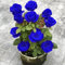 Aachondra 100 pezzi di semi di fiori di rosa blu