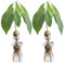 MISNODE 2 PCS Vase de Graines D'Avocat, Vase en Verre de Démarrage de Graines D'Avocat, Vase D'ingrédients de Culture D'Avocat pour Le Jardinage de Semences, Pot de Fleurs de