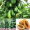Dewin Papaya Samen - Maradol Papaya Obstbaum Pflanzen Bio-Samen, Hausgarten, Balkon, 8St