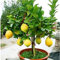 VISTARIC Kaufen Crisp-Melone-Samen 100pcs Pflanze Schlange Melone Gemüse Luffa Cylindrica