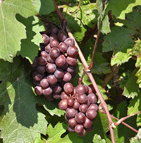 blaue kernlose Weinrebe Centuri 80-100cm - Vitis