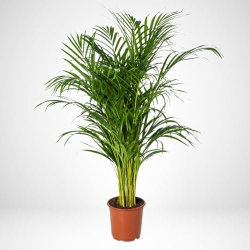 Vivai Lavermicocca Areca vaso Ø21 h.120 cm, pianta vera, pianta xl, pianta da interno, pianta tropicale, pianta resistente