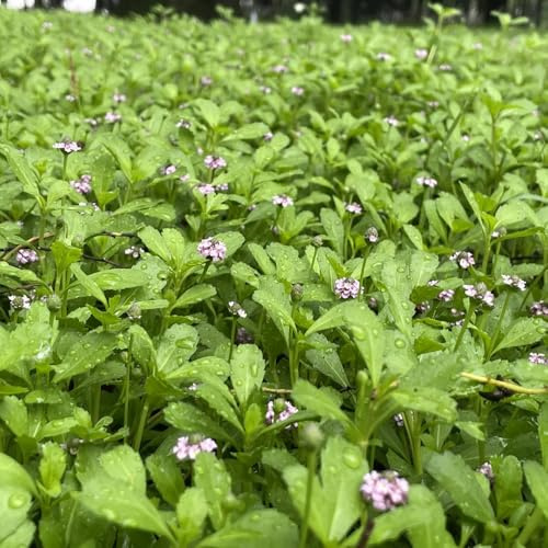Semi di verbena tappeto, semi di Phyla nodiflora, semi alla copertura del terreno semi di esotiche resistenti all'esterno 150pcs