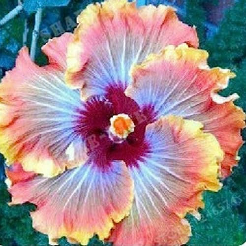 Luojuny Graines d'hibiscus, 50 pièces/sac graines d'hibiscus fleur tropicale décor à la maison vivace en pot bonsaï graines de plantes pour jardin Graines d'hibiscus