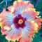Luojuny Graines d'hibiscus, 50 pièces/sac graines d'hibiscus fleur tropicale décor à la maison vivace en pot bonsaï graines de plantes pour jardin Graines d'hibiscus