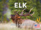 Elch Kalender 2024 Wandkalender