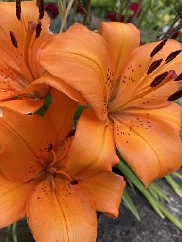 Three Orange Tiger Lily Bulbs (Lilium orientalis) Free UK Postage