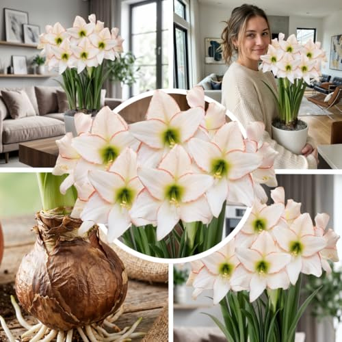 Amaryllis Zwiebel Picotee - 1 Stück in Großformat 26/30 | Exklusive Zwiebeln, Echte Pflanzen aus Holland, Hippeastrum (keine Samen, Wachs und nicht künstlich)
