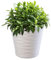 KADAX Pot de Fleurs en Plastique avec Soucoupe Incorporée, Pot de Plantes avec Conception Raffinée pour la Décoration d'Intérieur (15 cm, Ecru)