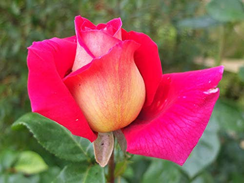 Rose Bush Kronen bourg, Garden Plants & Flowers