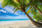 PALMEN Fototapete VLIES-350x260 cm (3912A)-Natur Landschaft Strand Meer Dünen Bäume Karibik Wandtapete-Inkl. Kleister-Vliestapete Bild Dekoration Wand-Dekor Moderne Motiv-Tapete Panorama Poster XXL