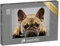 puzzleYOU: Puzzle 500 Teile „Porträt Einer liebenswerten französischen Bulldogge“ – aus der Puzzle-Kollektion Buldogge