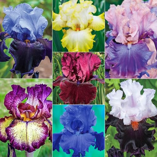 IFlores Dobles Perennes,Iris Bulbos,Iris Germanica Bulbos,Bulbos De Flor Iris,Iris Flores,Iris Hollandica,Iris Japonica,Iris Reticulata,Iris Versicolor,Bulbos OtoñO Iris-8bulbos-F