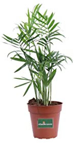 Pianta di Chamaedorea Elegans Pianta di Palma della Fortuna pianta da interno pianta da arredo pianta ornamentale di Chamaedorea pianta vera venduta da eGarden.store (Vaso 9 cm)