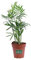 Pianta di Chamaedorea Elegans Pianta di Palma della Fortuna pianta da interno pianta da arredo pianta ornamentale di Chamaedorea pianta vera venduta da eGarden.store (Vaso 9 cm)