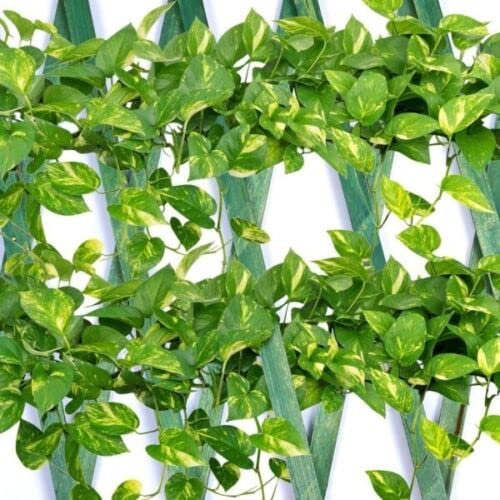 Garden Mile Ausziehbare Holz-Garten-Spalierplatten | langlebige Zaunplatte für Kletterpflanzen | lackierbare und topffeste Gartenwände | ideal zum Trennen von Garten