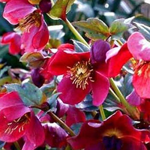 6 x Schneerose 'Red Lady' - Helleborus Orientalis 'Red Lady': Dunkelrote Christrosenblüten.