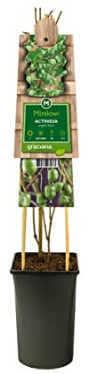 mgc24 Kletterpflanze Nutzpflanze Actinidia arguta, Issai, Scharfzähniger Strahlengriffel, Kiwi im 2l-Container 1 Pflanze