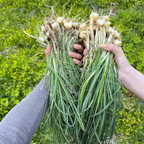 200 pz Semi di aglio orsino perenne resistente - Allium ursinum - vecchi semi di ortaggi, orto piantare l'aglio selvatico piante di erbe piante da giardino semi di piante, regali per