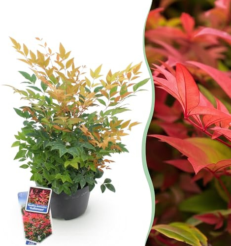 GreenboutiQ - Gartenpflanze - Nandina Gulfstream - Orange - 1 Pflanze - Immergrün - Pflegeleicht - Topf 17cm Höhe 45cm