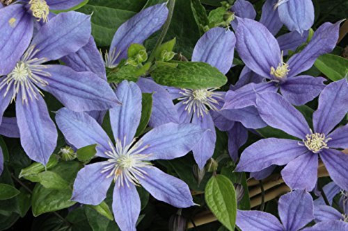 Krautige Garten-Waldrebe Clematis integrifolia 'Arabella' - bis150cm (60-100cm)
