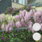 2x Wisteria Rosea – Wisteria – Pink – Kletterpflanze – Pflegeleicht – ⌀15 cm – 60-70 cm