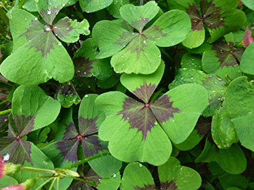 Glücksklee Iron Cross Oxalis deppei (100 Blumenzwiebeln)