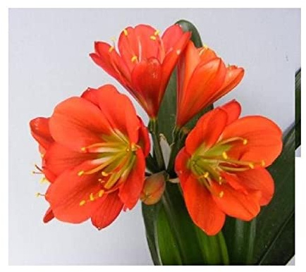 Stk - 1x Clivia Red Green Centre Gideon Botha Blumen Pflanzen Samen/Bulbs B976 - Seeds & Plants Shop by Ipsa
